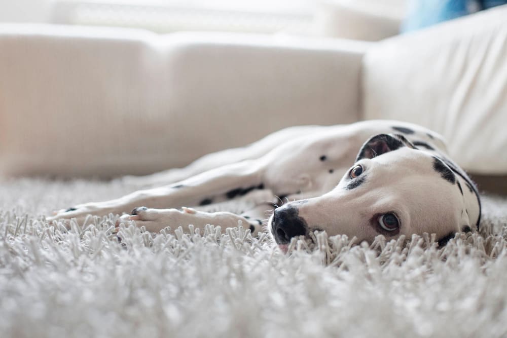 Beautifyl Dalmatian dog laying on a cozy looking carpet at Mezza in Jacksonville, Florida