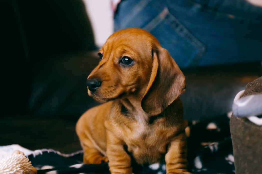 Dog sitting down
