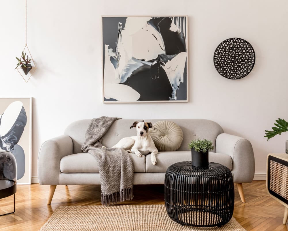 Dog sitting on a couch at River Villas in Palmyra, New Jersey