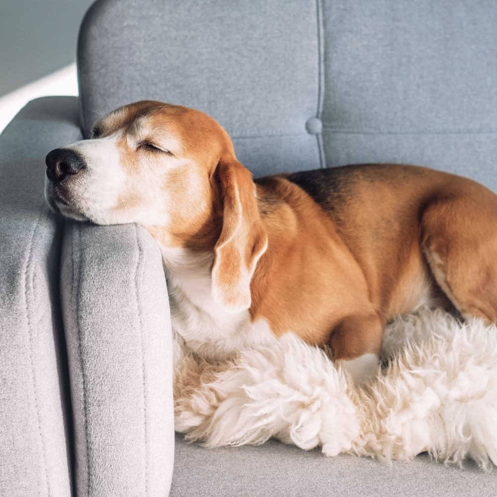 dog at Woodgate Apartments in Enfield, Connecticut