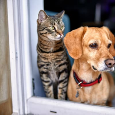 Pet-friendly homes at Sterling Point in Phoenix, Arizona