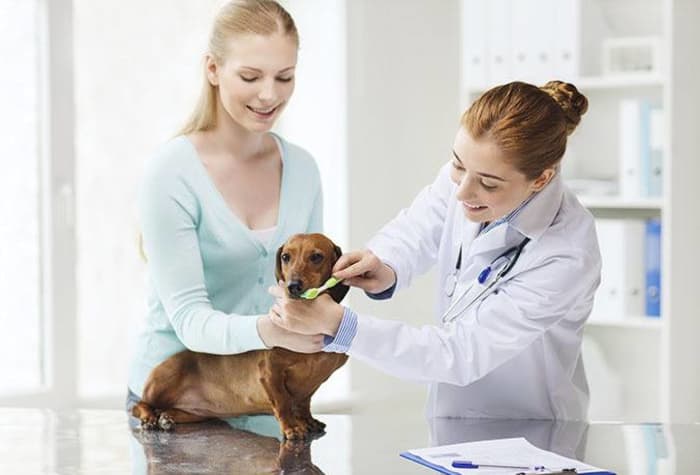 Veterinarian brushes pup's teeth while owner helps calm her pet at Arizona Avenue Animal Clinic in Chandler, AZ