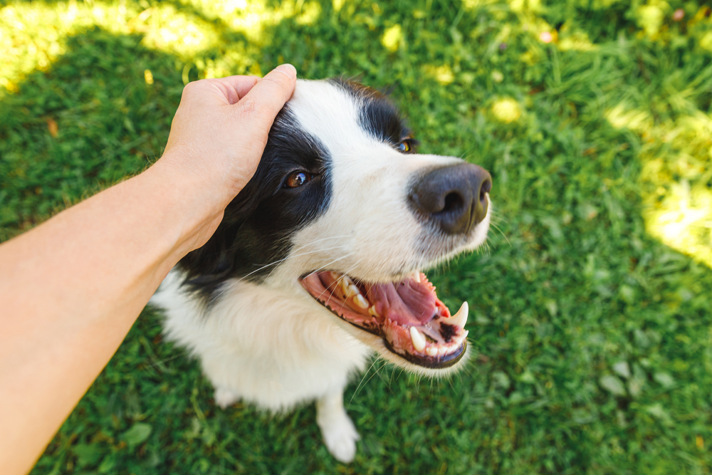 Person petting dog at Parkview Terrace Apartments in Redlands, California