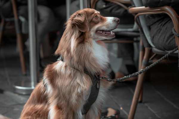 Pet Friendly Restaurants nearby