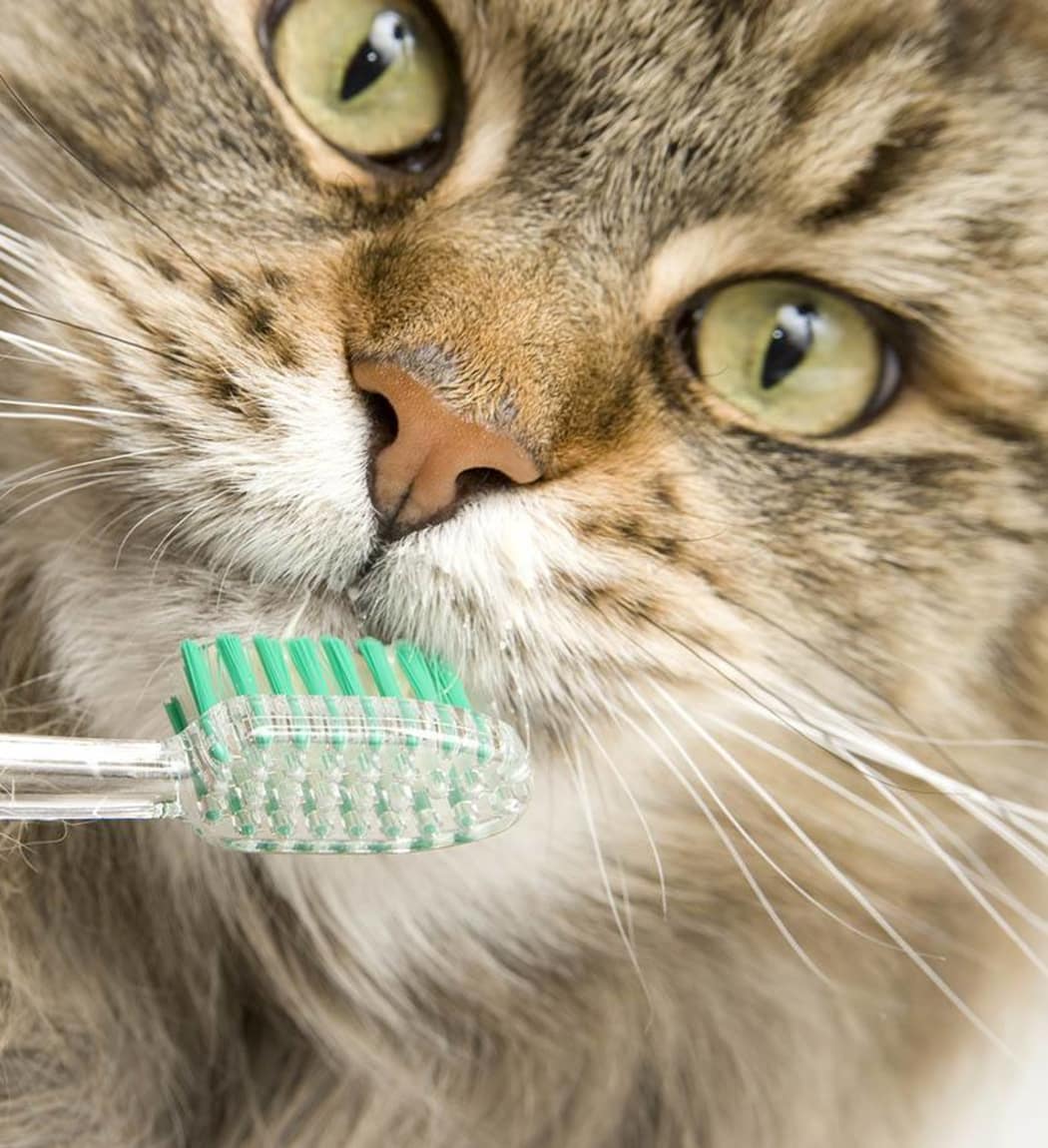 Closeup of a cat about to get his teeth brushed at Arizona Avenue Animal Clinic in Chandler, AZ