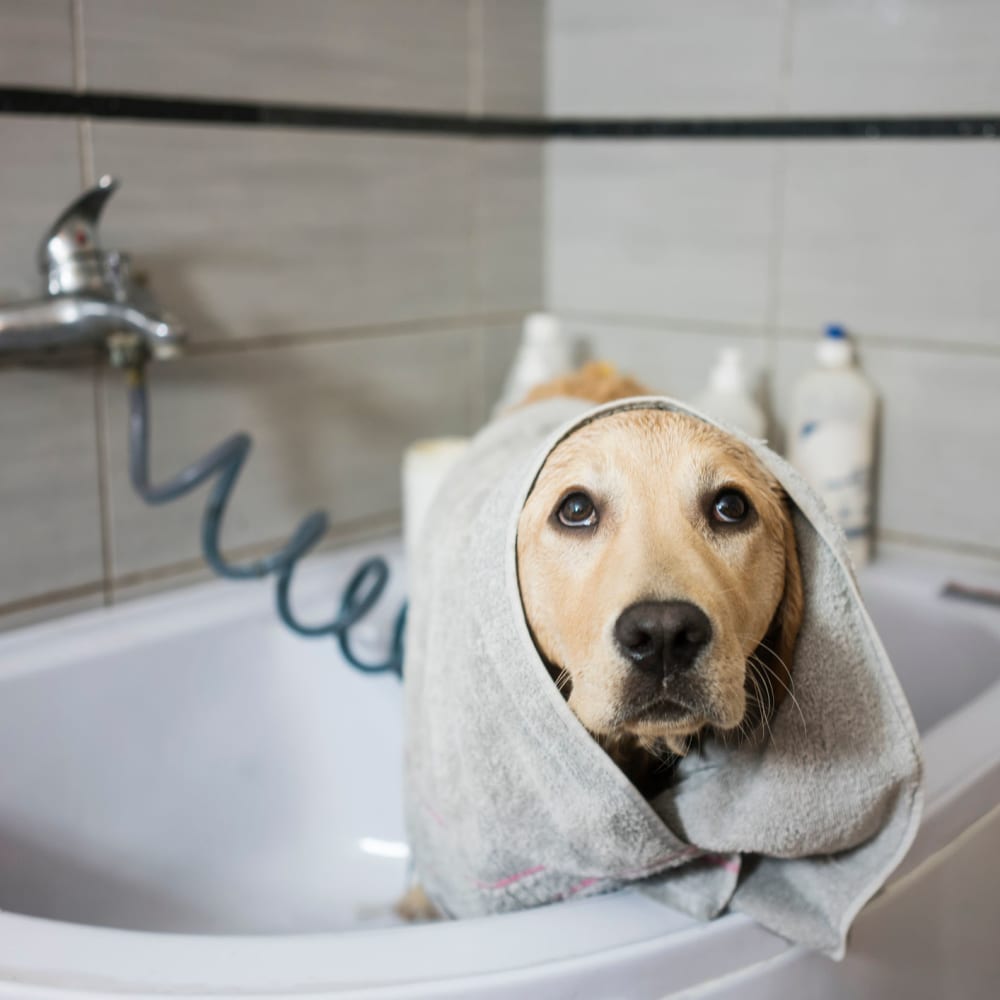 Dog taking a bath at The Beacon at Pfluger Farm in Pflugerville, Texas