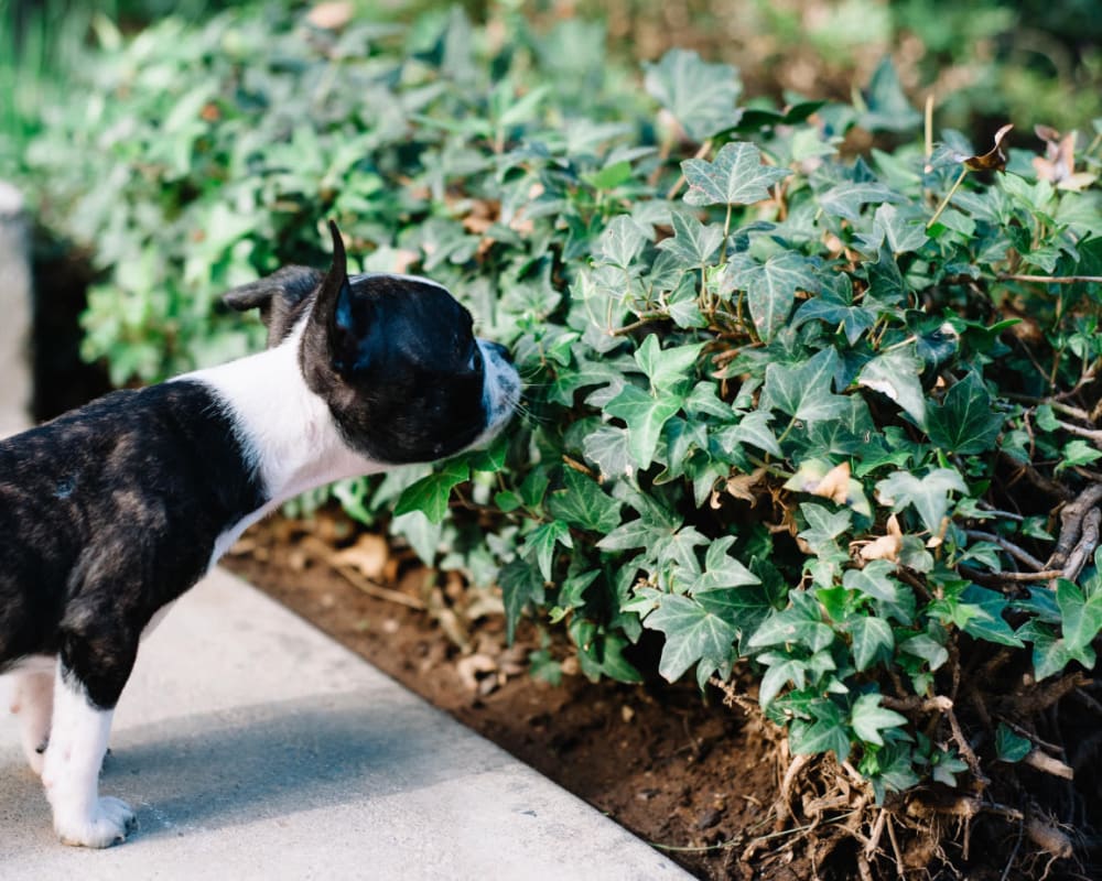 Dog sniffing bushes at The Villas at Woodland Hills in Woodland Hills, California 