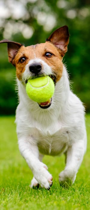 Dog playing fetch at the local park near Park Central in Concord, California