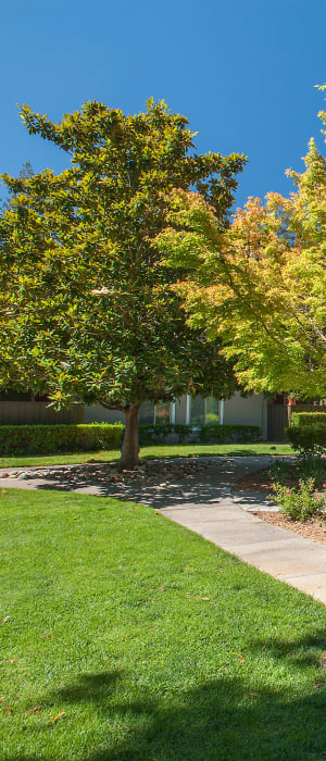 Large grassy lawn for playing fetch with your furbaby at Flora Condominium Rentals in Walnut Creek, California