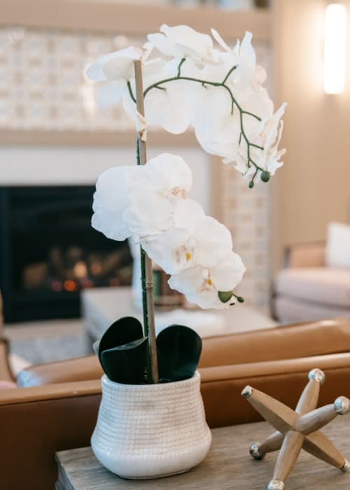 Beautiful orchid in the common area at The Pillars of Lakeville in Lakeville, Minnesota