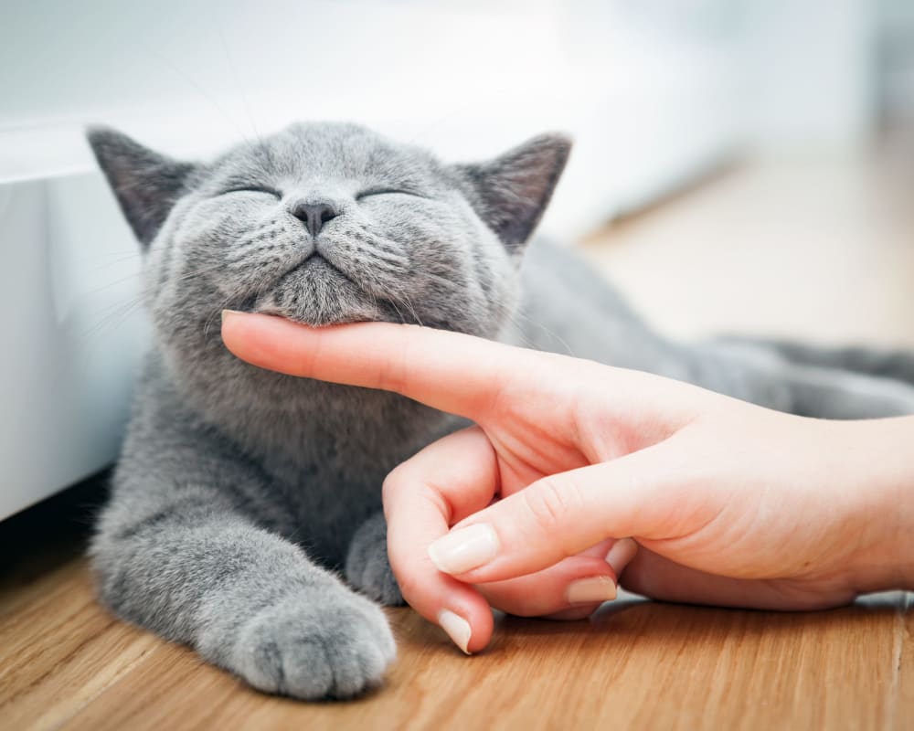 Cat enjoying getting pet at St. Charles Square Apartments in Carol Stream, Illinois