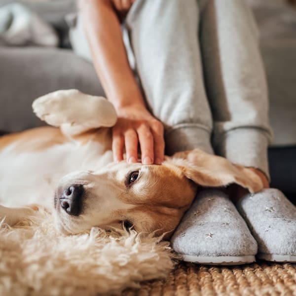 A resident pets a happy dog Aspire at West End, Richmond, Virginia