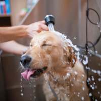 Dog wash at Pecan Ridge in Vicksburg, Mississippi