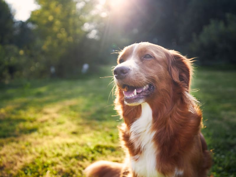 Resident's dog at a park near Apartments at Sanatoga Greene, Sanatoga, Pennsylvania