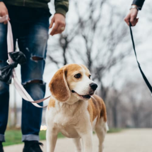 Dog going for a walk with it's owners at Rocklin Ranch Apartments in Rocklin, California