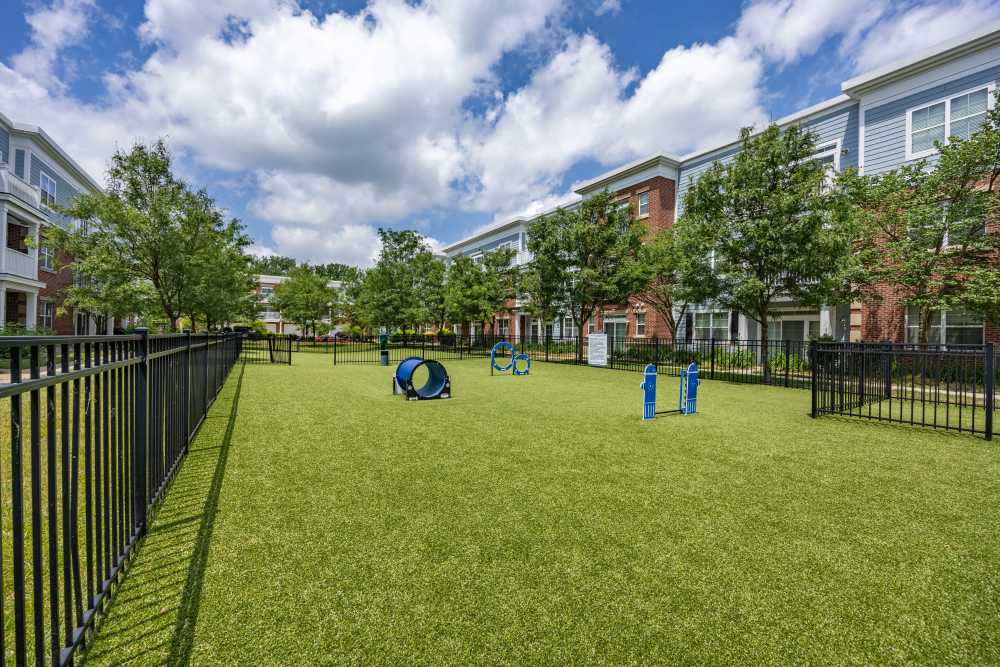 Dog Park for your Furry Friends
