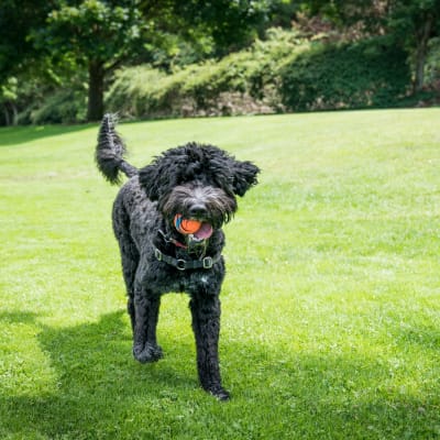 A dog with it's toy walking on the lawn at La Maison Of Saraland in Saraland, Alabama