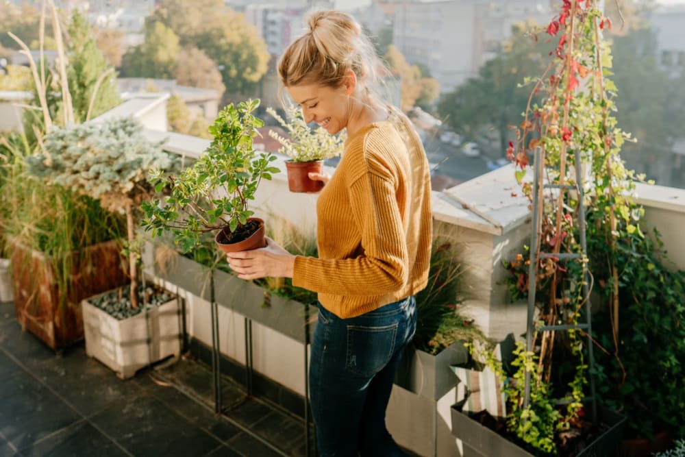 Apartments in Jasper TX Maple Court
