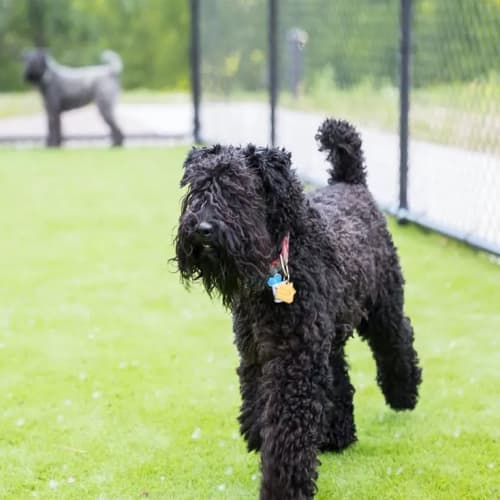 Pet-friendly apartments at Foundry Lake Street in Minneapolis, Minnesota