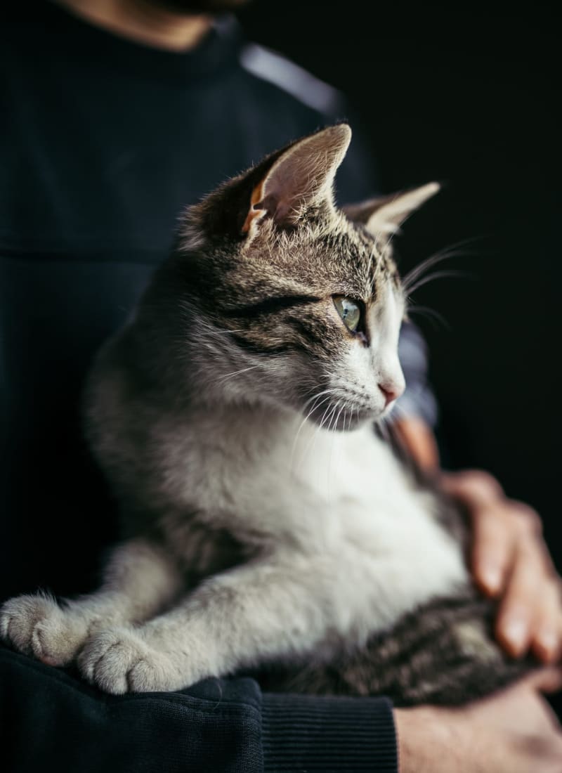 View our pet policy at Marquis at Stonegate in Fort Worth, Texas