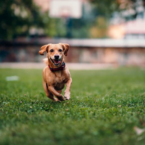 Small dog playing at Fairway View Apartments in Hialeah, Florida