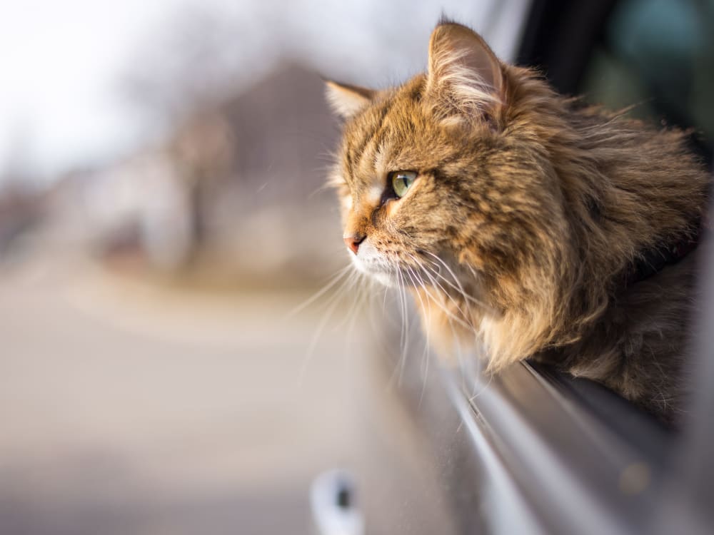 Resident driving with his cat at Borrego at Spectrum in Gilbert, Arizona