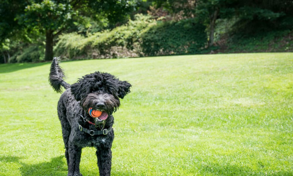 Happy dog with a ball in her mouth on the green grass outside her apartment at Oaks Hackberry Creek in Las Colinas, Texas