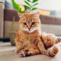Pet-friendly at Acadia in San Antonio, Texas