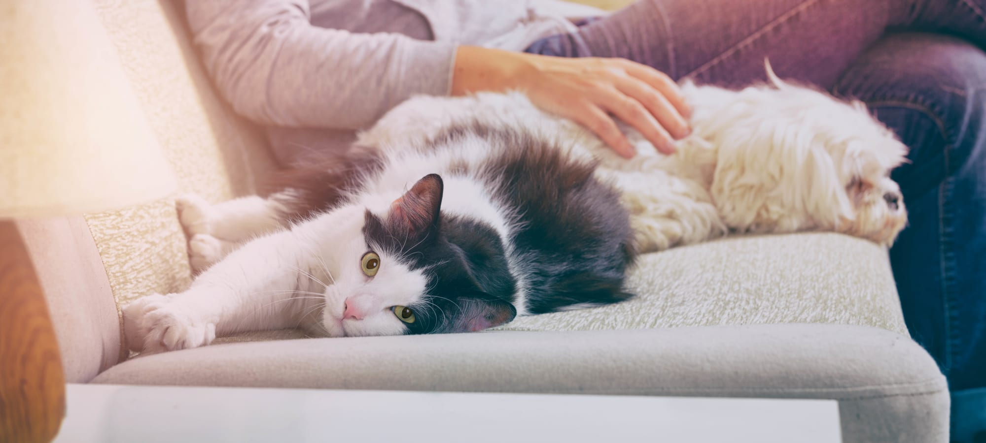 Pet-friendly apartments at Legacy at Tech Center in Newport News, Virginia