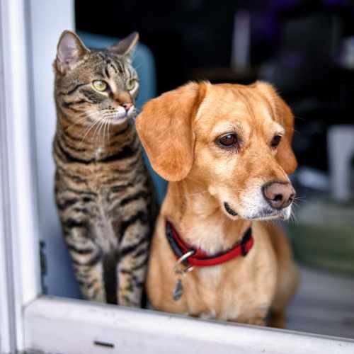 Pet cat and dog looking outside from window at Rivers Edge in Lake Elsinore, California