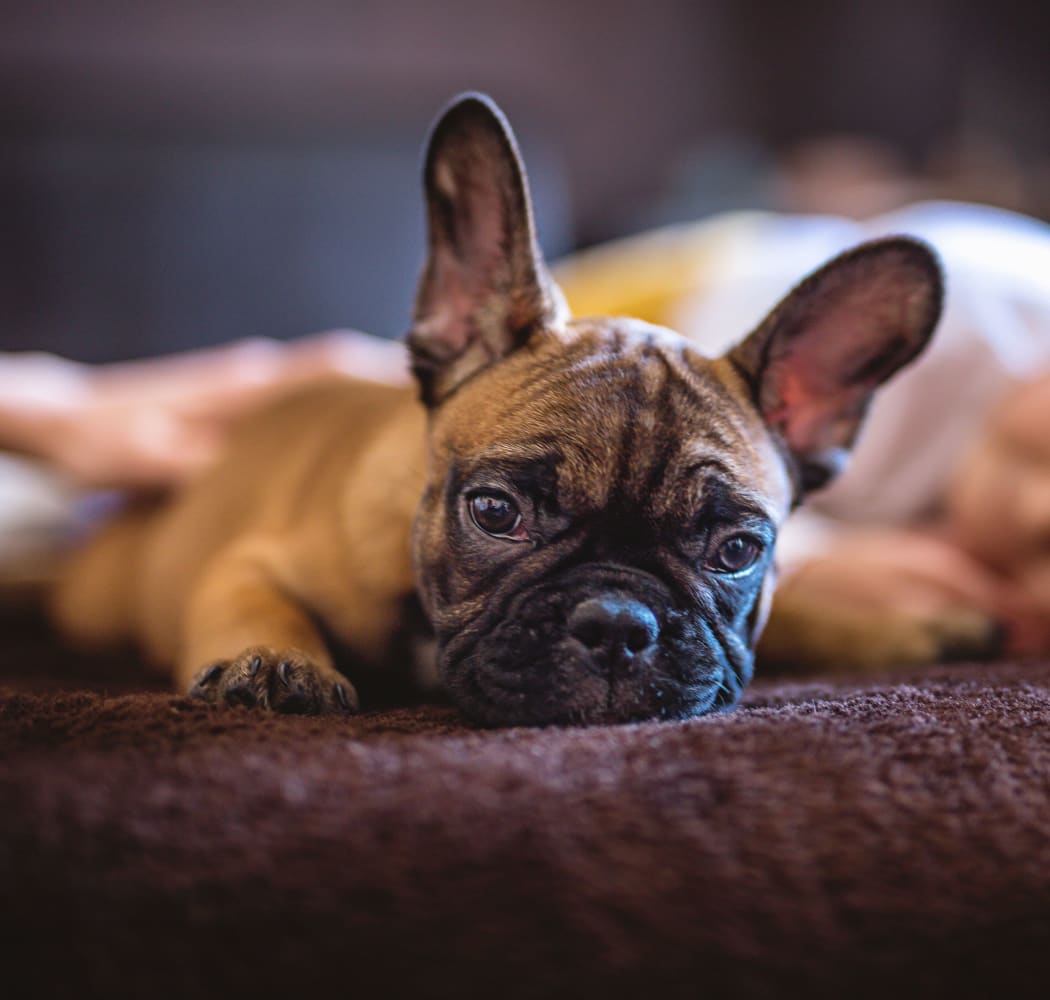 Puppy laying on a bed at Tuscany Ranch in Waco, Texas