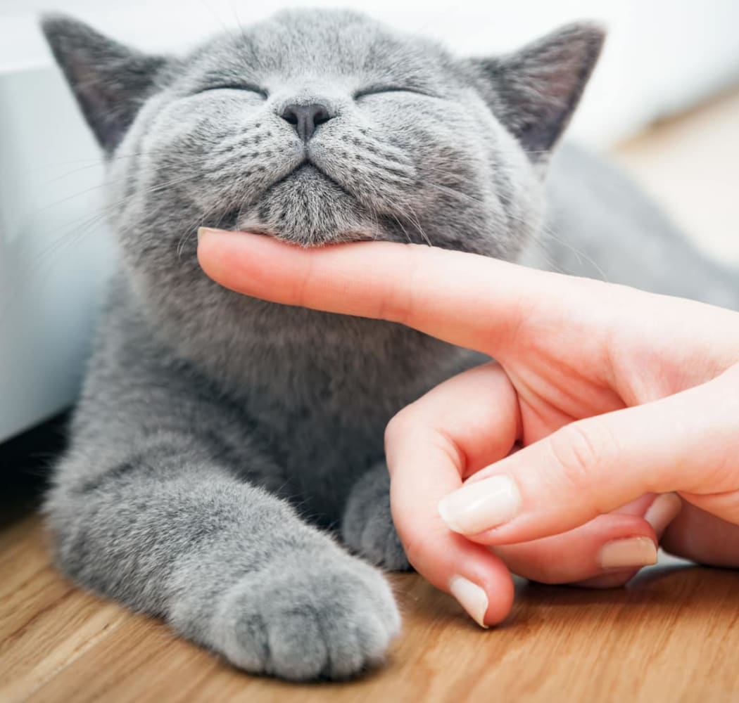 Happy cat getting attention at Polo Run Apartments in Tulsa, Oklahoma