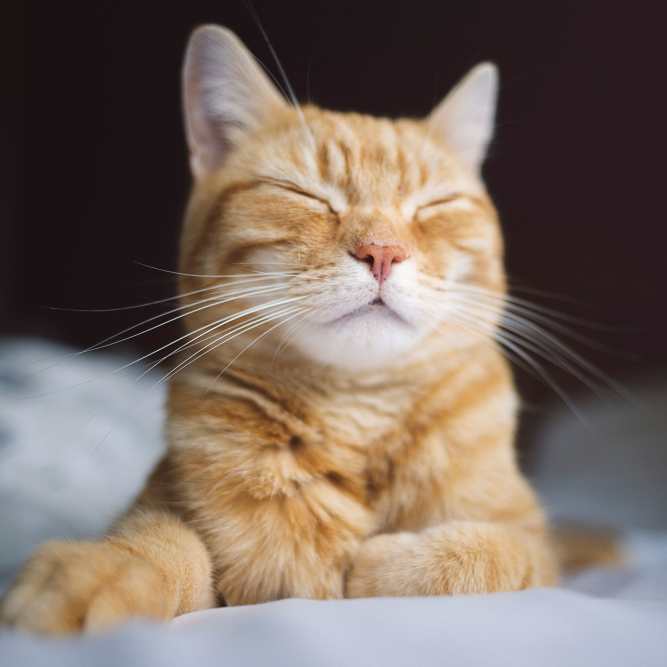 Cat at Indigo Champions Ridge in Davenport, Florida