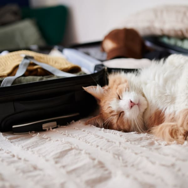 A happy cat at Acclaim at Cary Pointe, Cary, North Carolina