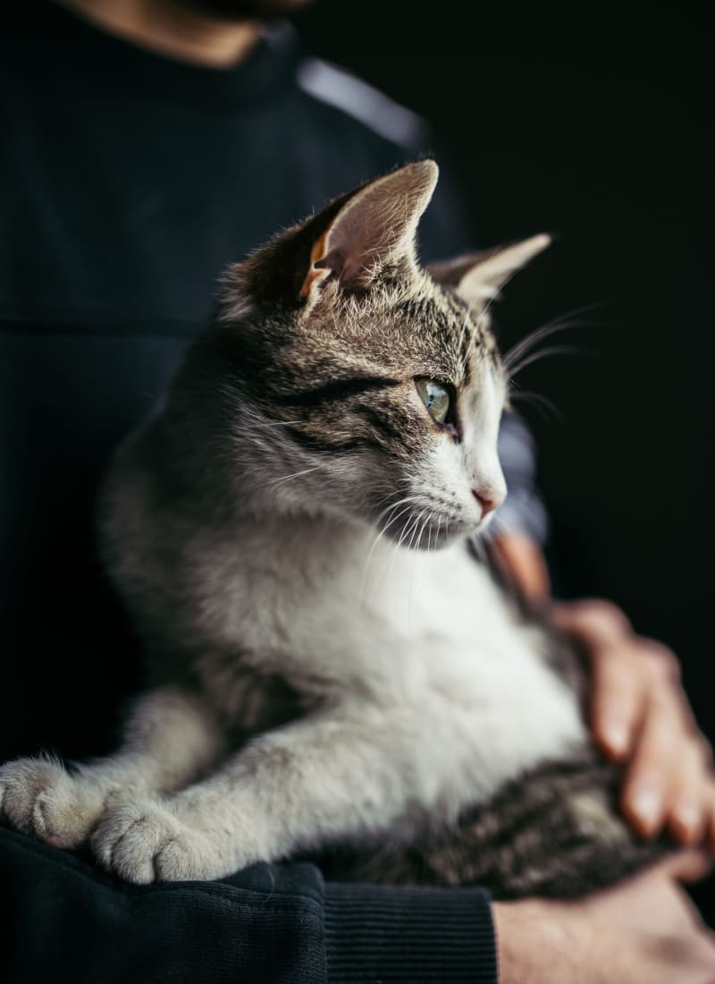 View our pet policy at The Park at Flower Mound in Flower Mound, Texas