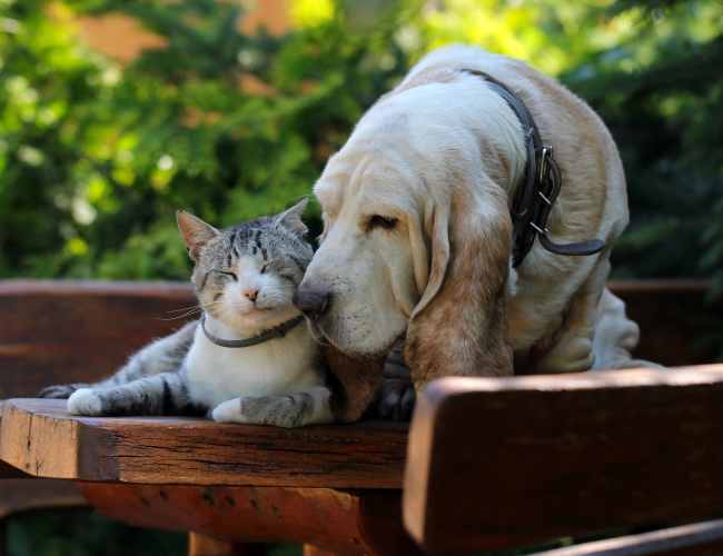 Pet friendly at Camino Al Oro in Los Angeles, California