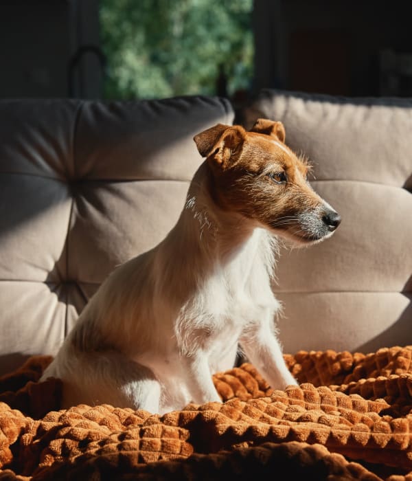 resident terrier posing in the sun at The Boulders at Fountaingrove in Santa Rosa, California