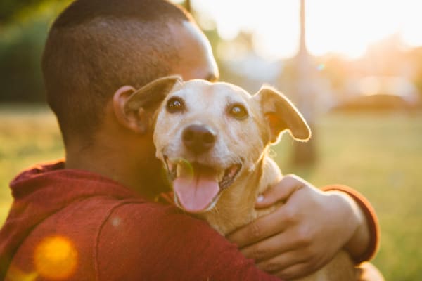 resident hanging out with their dog at a park nearby  Livorno Square in San Jose, California