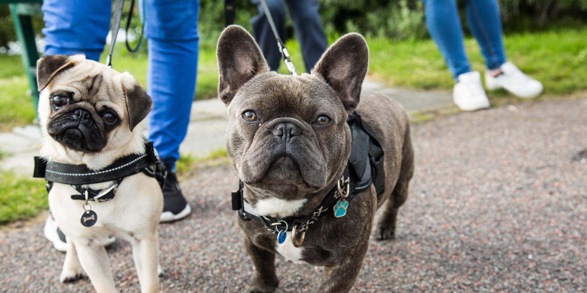 Pet-friendly apartments at Stone Ends in Stoughton, Massachusetts