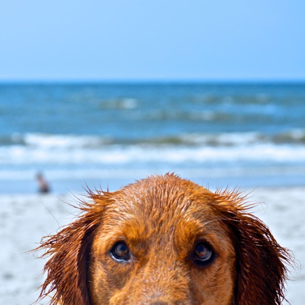 Comfortably decorated studio apartment at Viva at New Smyrna Beach in New Smyrna Beach, Florida