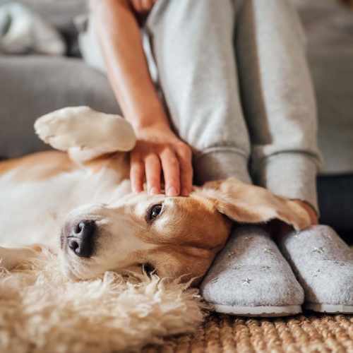  Resident petting their dog at Boulder Crescent in Colorado Springs,Colorado