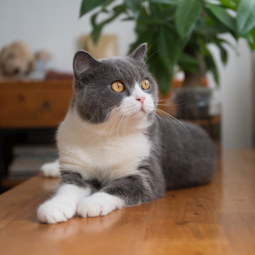 Cat at Lafayette Oaks in Lafayette, California