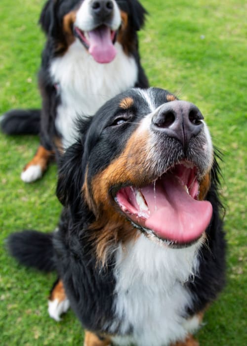 A group of dogs having a great time at a near by park in West Hartford, Connecticut