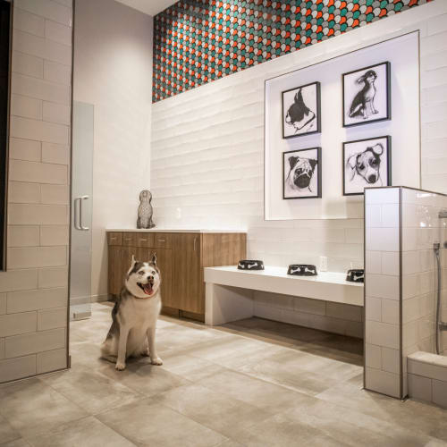 Dog smiling in the pet spa at Motif in Fort Lauderdale, Florida