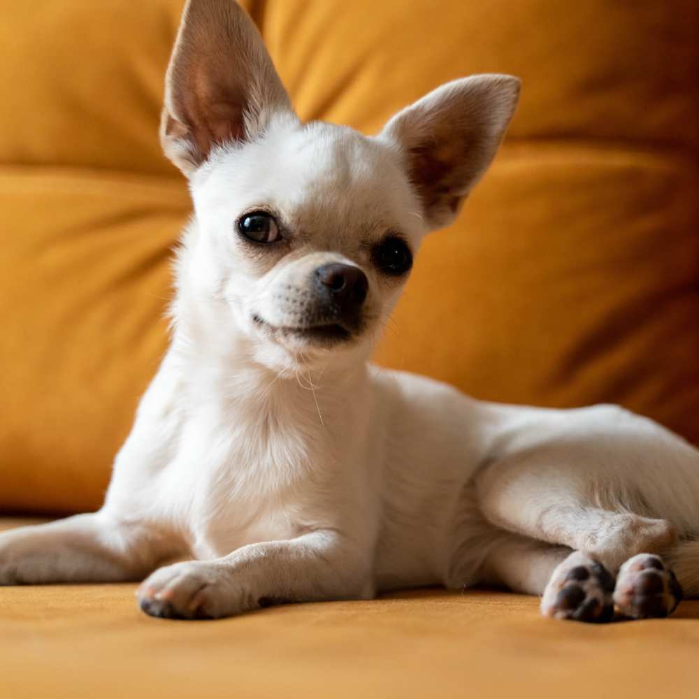 Pet-friendly living room at The Simone in Silver Spring, Maryland