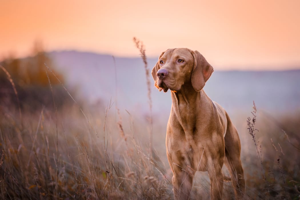 Dog standing in Wichita, Kansas near Aspen Park Apartments