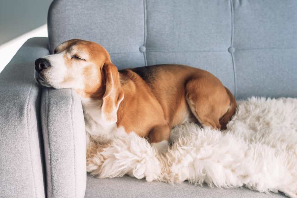 Pet dog sleeping on sofa at Union at the Park in Denver, Colorado