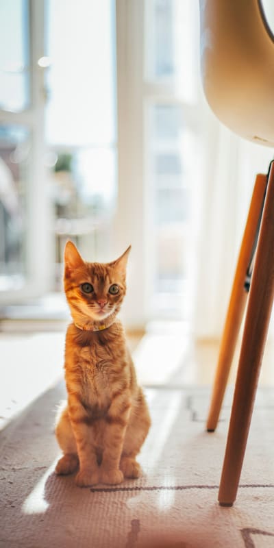 A cat sitting next to a chair at West Hartford Collection in West Hartford, Connecticut