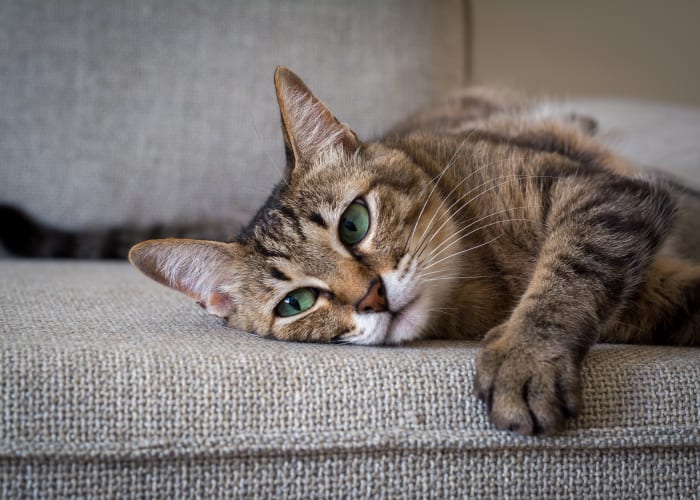 Cat sleeping on the couch at Aldingbrooke in West Bloomfield, Michigan
