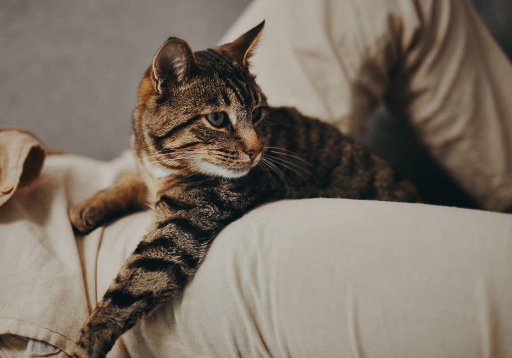 Resident cat at The Sage Collection in Everett, Washington